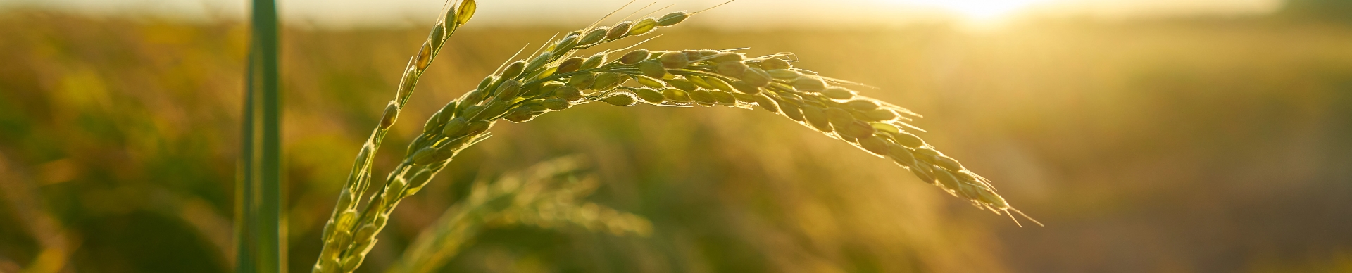 Banner Nosotros - Sembramos conocimiento para cosechar un futuro más saludable